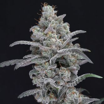 Chimera Crasher (Pure Instinto) Feminiserade cannabisfr&ouml;n