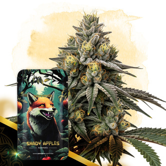 Shady Apples Automatic (Zamnesia Seeds) feminiserade cannabisfr&ouml;n