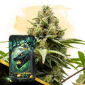 Citrus Venom Autoflower (Zamnesia Seeds) Feminiserade