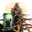 Raspberry Howl Autoflower (Zamnesia Seeds) Feminiserade