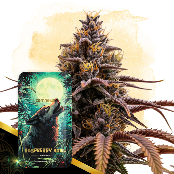 Raspberry Howl Autoflower (Zamnesia Seeds) Feminiserade