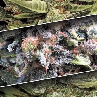 Auto Collection Pack 1 (Paradise Seeds) feminiserade
