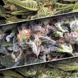 Auto Collection Pack 1 (Paradise Seeds) Feminiserade