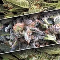 Auto Collection Pack 1 (Paradise Seeds) Feminiserade