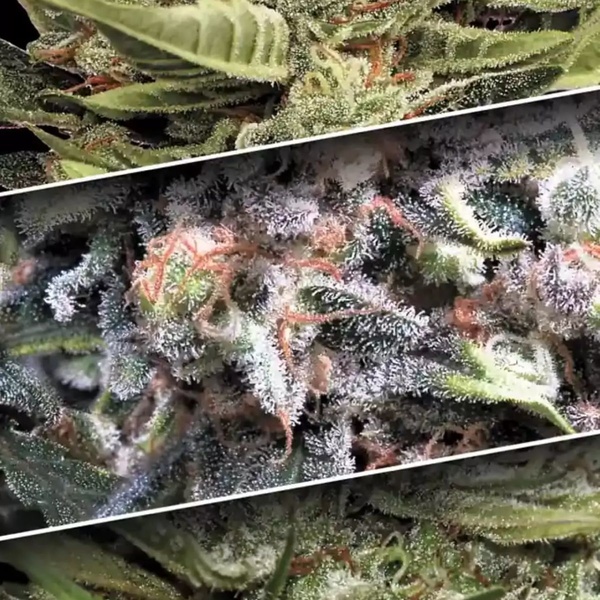 Auto Collection Pack 1 (Paradise Seeds) Feminiserade