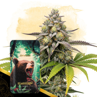 Bearberry Autoflower (Zamnesia Seeds) Feminiserade