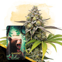 Bearberry Autoflower (Zamnesia Seeds) Feminiserade