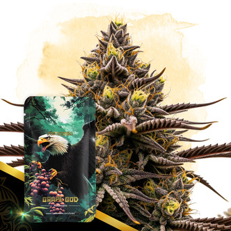 Grape God Automatic (Zamnesia Seeds) feminiserade