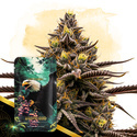 Grape God Autoflower (Zamnesia Seeds) Feminiserade
