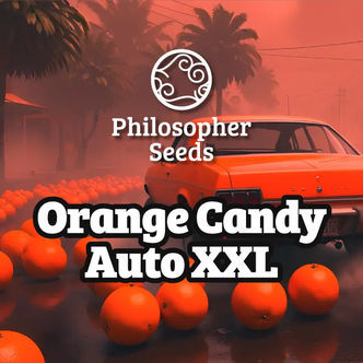 Orange Candy Auto XXL (Philosopher Seeds) feminiserade cannabisfr&ouml;n