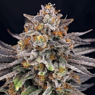 CandyGaz (Ripper Seeds) Feminiserade