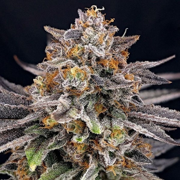 CandyGaz (Ripper Seeds) Feminiserade