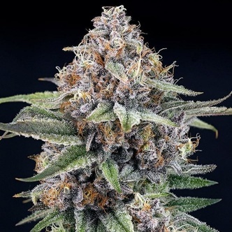 EyeBallz (Ripper Seeds) feminiserade