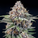 EyeBallz (Ripper Seeds) Feminiserade
