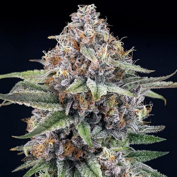 EyeBallz (Ripper Seeds) Feminiserade
