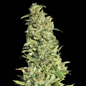 High Level (Eva Seeds) feminiserade
