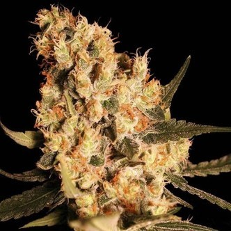 Jamaican Dream (Eva Seeds) feminiserade