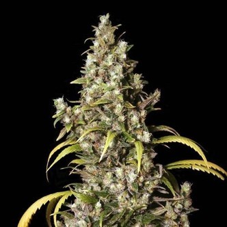 Monster (Eva Seeds) feminiserade