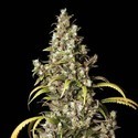 Monster (Eva Seeds) Feminiserade