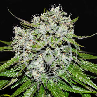 Neville's Rose Auto (Delicious Seeds) feminiserade cannabisfr&ouml;n