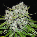 Neville’s Rose Auto (Delicious Seeds) Feminiserade