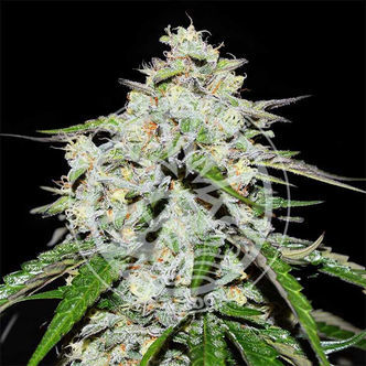 Space Cookies Auto (Delicious Seeds) feminiserade