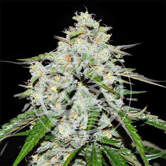 Space Cookies Auto (Delicious Seeds) Feminiserade