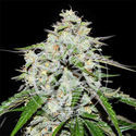 Space Cookies Auto (Delicious Seeds) Feminiserade