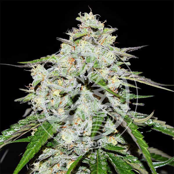 Space Cookies Auto (Delicious Seeds) Feminiserade