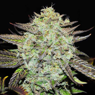 Purple Mango Kush (Delicious Seeds) feminiserade cannabisfr&ouml;n