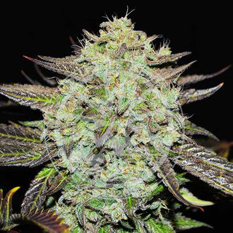 Purple Mango Kush (Delicious Seeds) Feminiserade