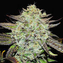 Purple Mango Kush (Delicious Seeds) Feminiserade