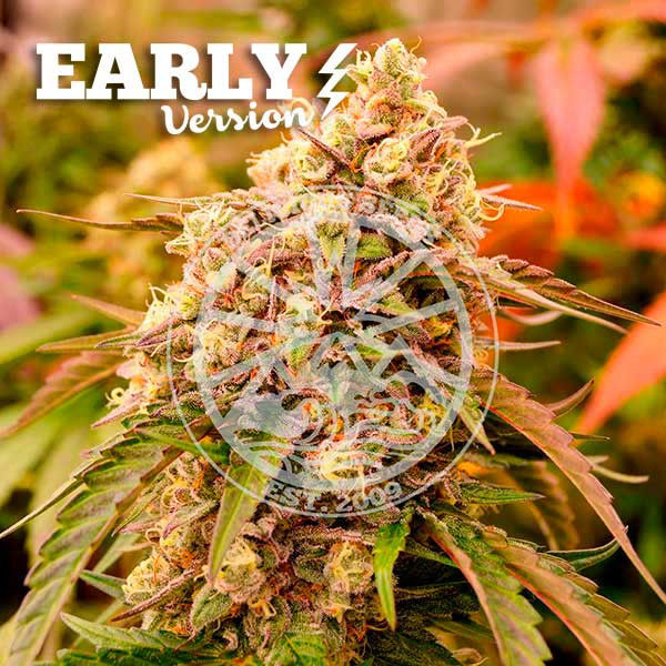 Sunday Punch Early Version (Delicious Seeds) Feminiserade