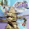 CaliFunk (T.H.Seeds) Feminiserade
