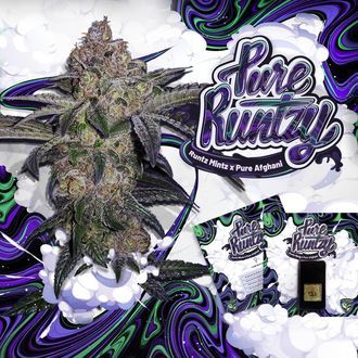 Pure Runtzy (T.H.Seeds) Feminiserade