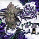Pure Runtzy (T.H.Seeds) Feminiserade