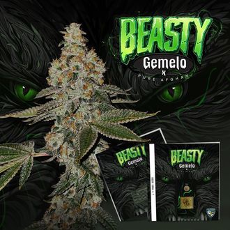 Beasty (T.H.Seeds&trade;) Feminiserade