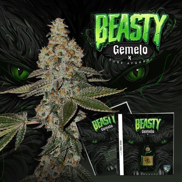Beasty (T.H.Seeds™) Feminiserade