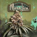 Mona Lisa (T.H.Seeds™) Feminiserade