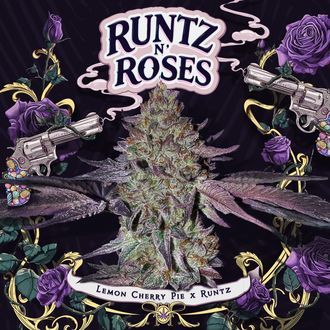Runtz 'N Roses (T.H.Seeds) Feminiserade