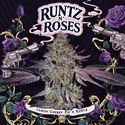 Runtz 'N Roses (T.H.Seeds) Feminiserade
