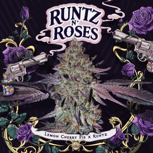 Runtz 'N Roses (T.H.Seeds) Feminiserade