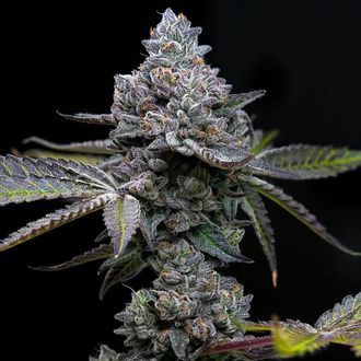 Apple Fritter (Barney's Farm) Feminiserade