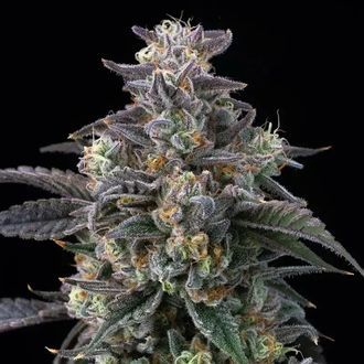 Super Boof (Barney's Farm) Feminiserade