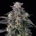 Super Boof (Barney's Farm) Feminiserade