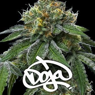 RS11 x Banana OG (Barney's Farm) Feminiserade cannabisfr&ouml;n
