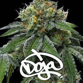 RS11 x Banana OG (Barney's Farm) Feminiserade