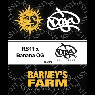 RS11 x Banana OG (Barney's Farm) Feminiserade