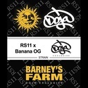 RS11 x Banana OG (Barney's Farm) Feminiserade