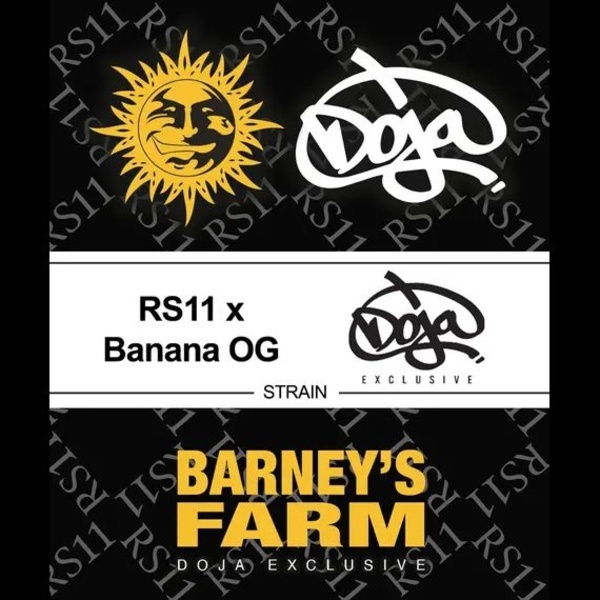 RS11 x Banana OG (Barney's Farm) Feminiserade